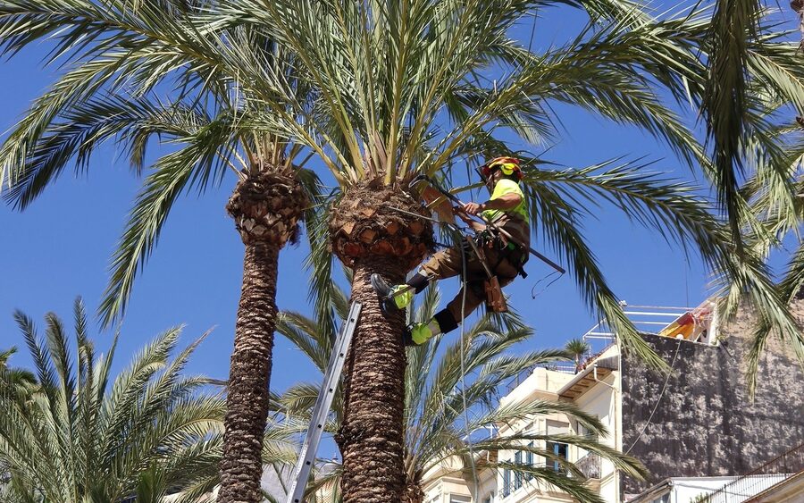 Worker in climbing gear pruning the crown of a tall date palm against a blue sky