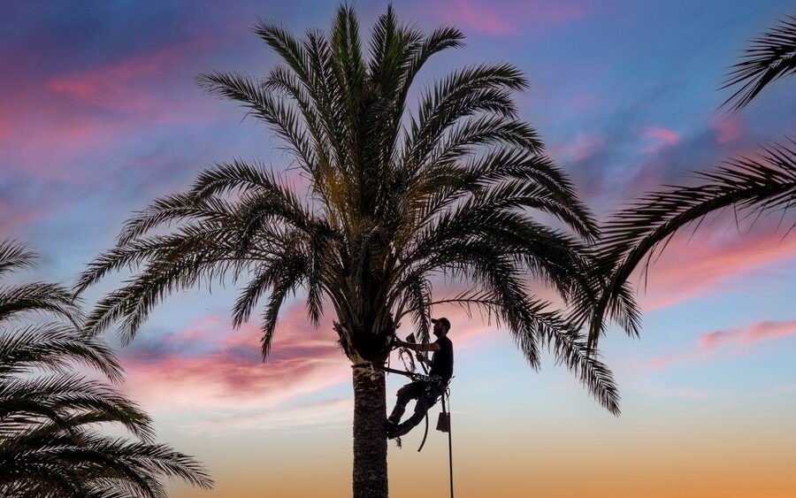 Silhouette of a climber roped into a palm trunk at sunset